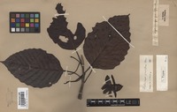 Original material of Dipterocarpus grandiflorus Blanco [family DIPTEROCARPACEAE]