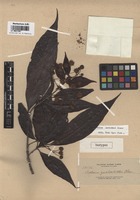 Isotype of Adina zschokkei Elmer [family RUBIACEAE]
