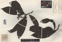 Syntype of Webera grandifolia Hook. f. [family RUBIACEAE]