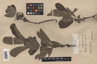 Syntype of Pavetta schumanniana F. Hoffm. ex K. Schum. [family RUBIACEAE]