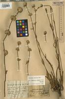 Holotype of Gomphrena riedelii Seub. [family AMARANTHACEAE]