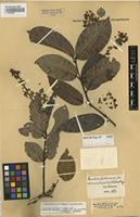 Isolectotype of Banisteria gardneriana A. Juss. var. luschnathiana Nied. [family MALPIGHIACEAE]