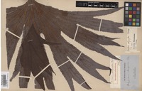 Original material of Dipteris conjugata Reinw. [family DIPTERIDACEAE]