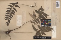 Isotype of Cyrtomium balansae C. Chr. [family DRYOPTERIDACEAE]