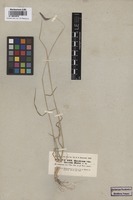 Syntype of Hordeum violaceum Boiss. et Hohen. [family POACEAE]