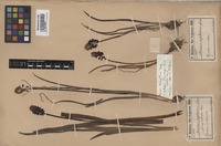 Isotype of Muscari macranthum Freyn [family HYACINTHACEAE]