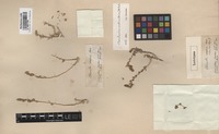 Lectotype of Chenolea arabica Boiss. [family CHENOPODIACEAE]
