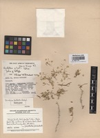 Isotype of Gyroptera gillettii Botsch. [family CHENOPODIACEAE]
