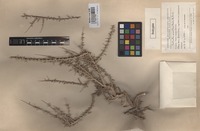 Isotype of Salsola acanthoclada Botsch. [family CHENOPODIACEAE]