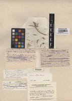 Isotype of Salsola albida Botsch. [family CHENOPODIACEAE]