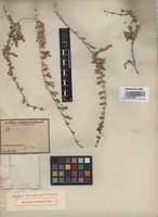Original material of Anabasis ehrenbergii Schweinf. ex Boiss. [family CHENOPODIACEAE]