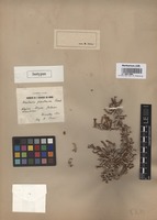 Isotype of Anabasis prostrata Pomel [family CHENOPODIACEAE]