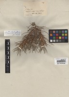 Isolectotype of Astragalus echinus Fisch. et C.A. Mey. [family FABACEAE]
