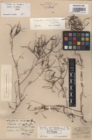 Holotype of Scandix macrorhyncha C.A. Mey. [family APIACEAE]