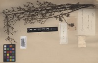 Type of Scrophularia rostrata Boiss. et Buhse [family SCROPHULARIACEAE]