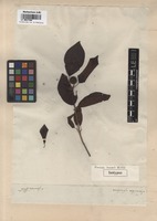 Isotype of Uncaria inermis Willd. [family RUBIACEAE]