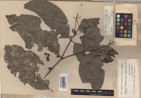 Syntype of Randia forbesii King et Gamble [family RUBIACEAE]