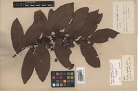 Syntype of Randia oxyodonta Drake [family RUBIACEAE]