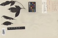 Isotype of Pavetta montana Reinw. ex Blume var. borneensis Korth. [family RUBIACEAE]