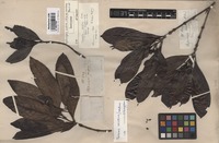 Isotype of Stylocoryna webera A. Rich. var. montana Thwaites [family RUBIACEAE]