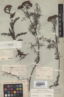 Isotype of Achillea borealis Bong. [family ASTERACEAE]
