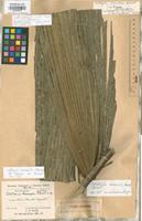 Holotype of Catostigma anomalum Burret [family ARECACEAE]