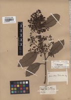 Syntype of Geissanthus pichinchae Mez [family MYRSINACEAE]