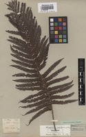 Isotype of Alsophila lepifera J. Sm. [family CYATHEACEAE]