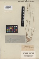 Syntype of Aegilops persica Boiss. [family POACEAE]