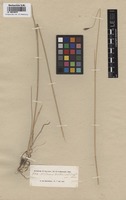 Original material of Hordeum violaceum Boiss. et Hohen. [family POACEAE]