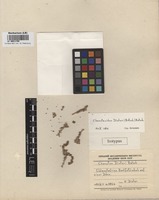 Isotype of Chenolea dinteri Botsch. [family CHENOPODIACEAE]