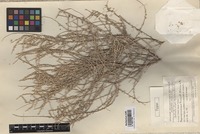Holotype of Salsola algeriensis Botsch. [family CHENOPODIACEAE]