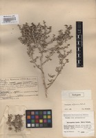 Isotype of Climacoptera afghanica Botsch. [family CHENOPODIACEAE]