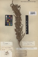 Type of Salsola melitensis Botsch. [family CHENOPODIACEAE]