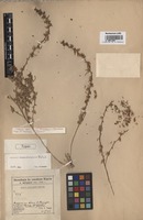 Type of Salsola masenderanica Botsch. [family CHENOPODIACEAE]