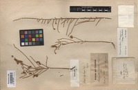 Isotype of Haloxylon elegans Bunge [family CHENOPODIACEAE]