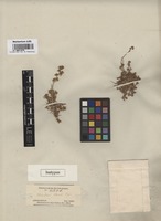 Isotype of Halocharis clavata Bunge [family CHENOPODIACEAE]
