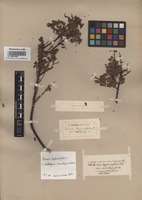 Original material of Spiraea hypericifolia L. var. subalpina Zinserl. [family ROSACEAE]