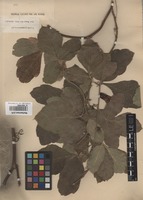 Original material of Serjania grammatophora Radlk. [family SAPINDACEAE]