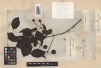 Isotype of Uncaria inermis Willd. [family RUBIACEAE]