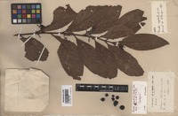 Syntype of Randia oxyodonta Drake [family RUBIACEAE]