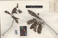 Isotype of Pavetta hohenackeri Bremek. [family RUBIACEAE]