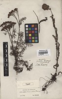Type of Achillea borealis Bong. [family ASTERACEAE]