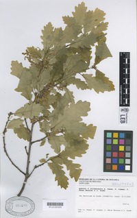 Holotype of Quercus x arrimatensis Penas, Llamas, Pérez Morales & Acedo [family FAGACEAE]