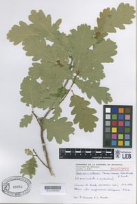 Holotype of Quercus x rotensis Penas, Llamas, Pérez Morales & Acedo [family FAGACEAE]