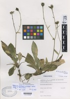Paratype of Hieracium aetheorhizoides Mateo, Egido & Alejandre [family ASTERACEAE]