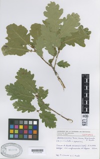 Isotype of Quercus x rotensis Penas, Llamas, Pérez Morales & Acedo [family FAGACEAE]