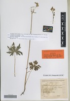 Syntype of Aconitum lycoctonum L. subforma ranunculoides Regel [family RANUNCULACEAE]