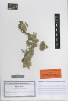 Isotype of Hedera helix L. forma lowii Hort. ex Baen. [family ARALIACEAE]