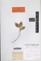 Syntype of Lonicera chrysantha Turcz. ex Ledeb. [family CAPRIFOLIACEAE]